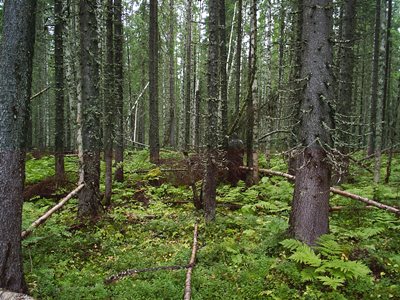 Участок леса в Карасях